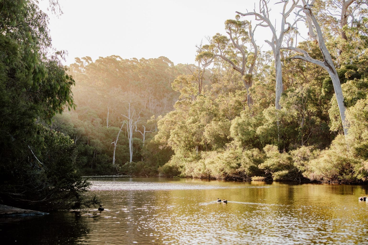 Sunset on the Margaret River, ducks on the water