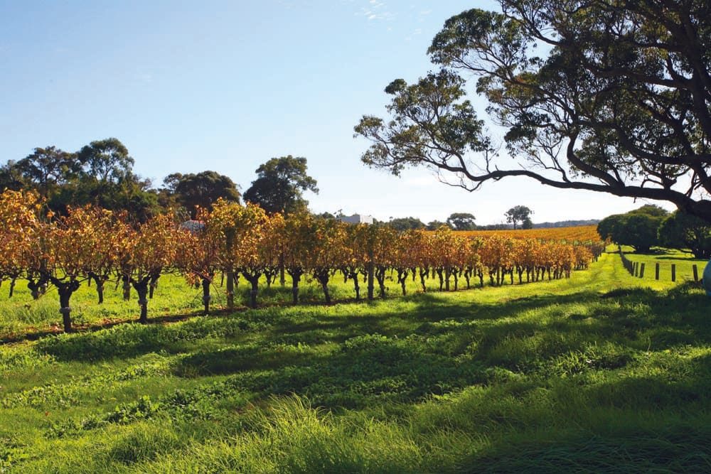 Margaret River vineyards